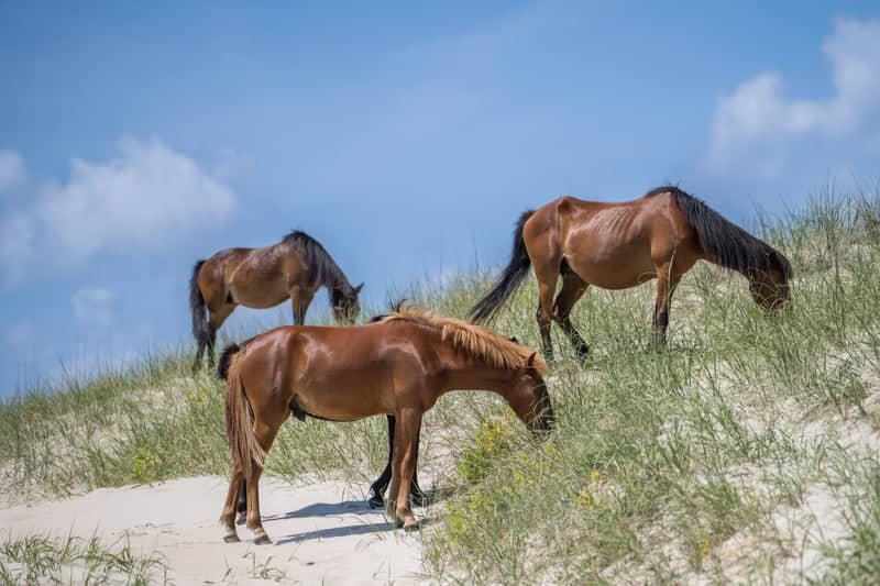 Corolla Wild Horse Beach - Image 1