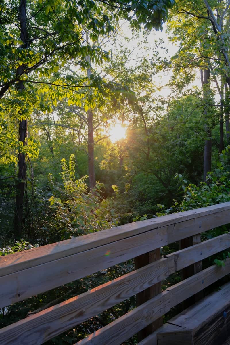 Bachman Road Woodland Overlook - Image 1