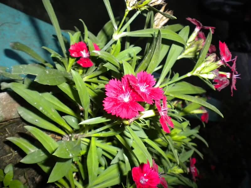 Fulbari Flower Garden - Image 1