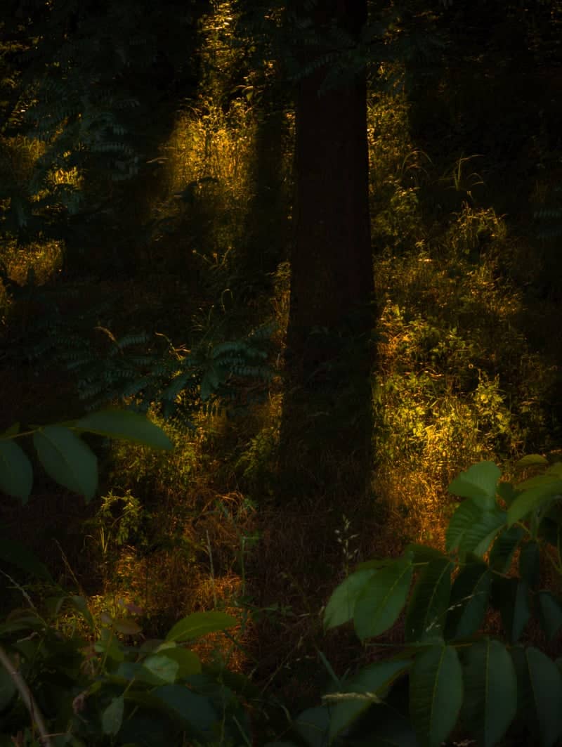 Trissino Woodland - Image 1