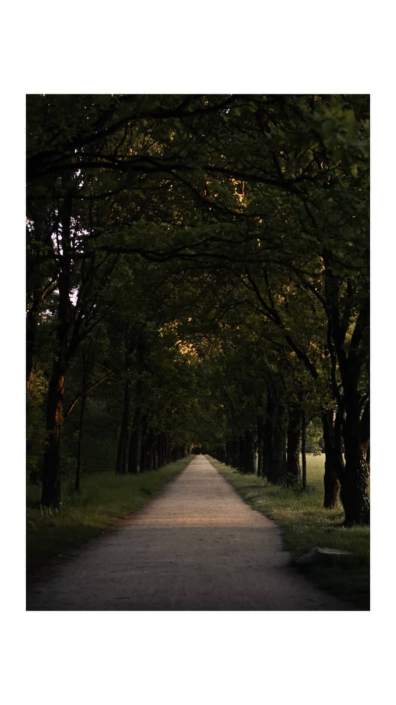 Seeschloss Monrepos Tree Avenue - Image 1
