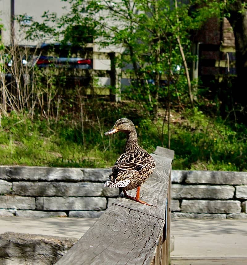 Creekside Park - Image 1