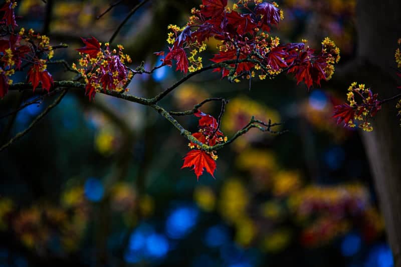 Exchange Road Maple Trees - Image 1