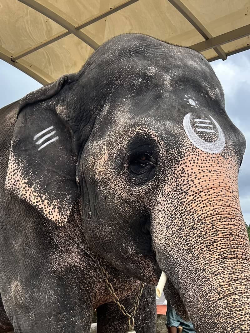 Sringeri Sharada Peetham Temple Elephant - Image 1
