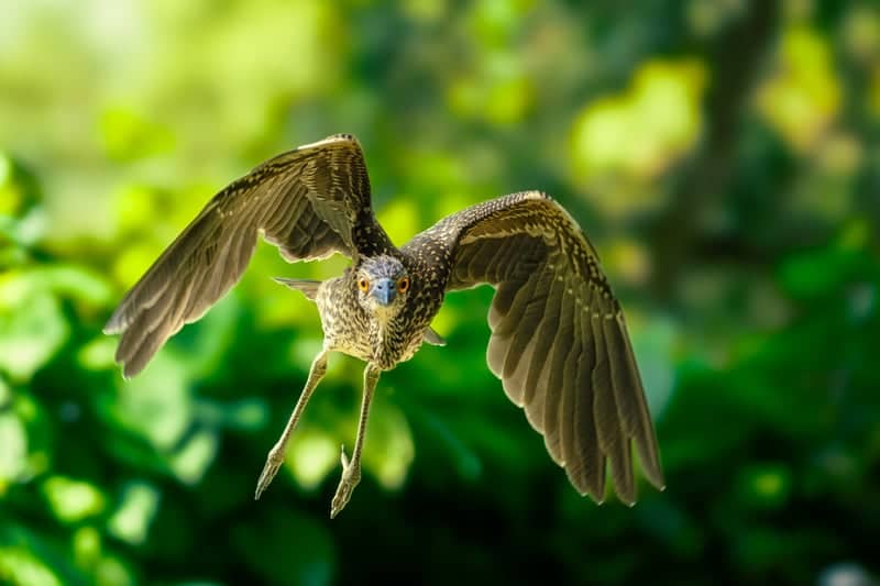 Hermann Park Birding - Image 1
