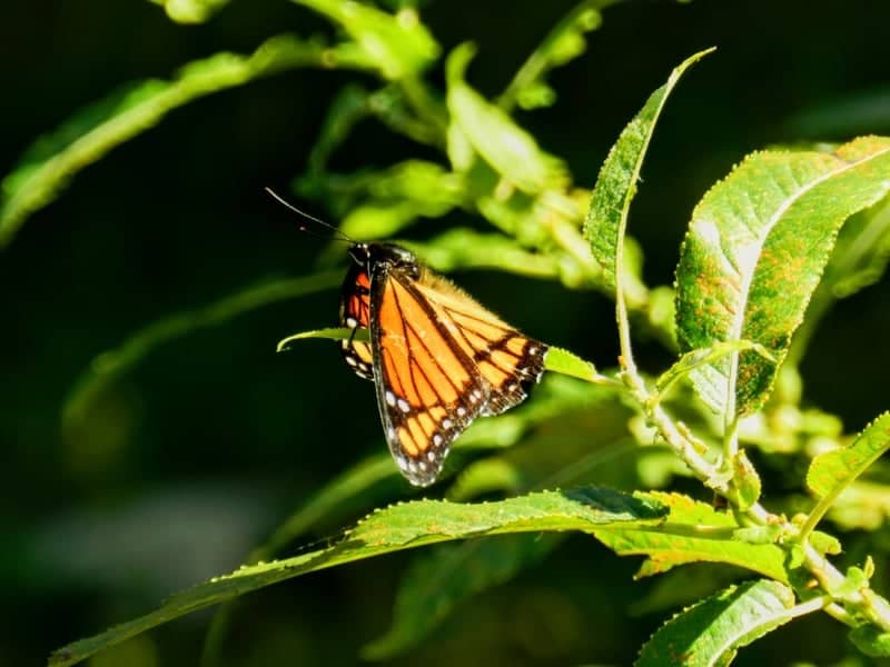 Kilally Valley Park Nature Trails - Image 1