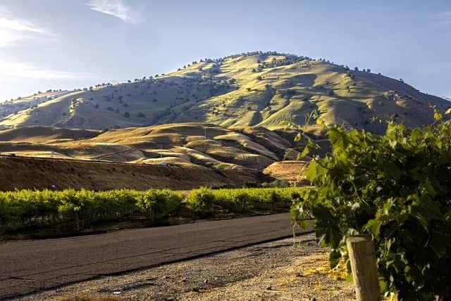 Grapevine Hills Vineyard - Image 1