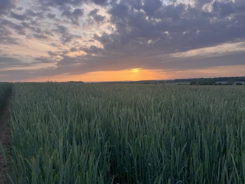 Jægerspris Sunset Fields - Image 1
