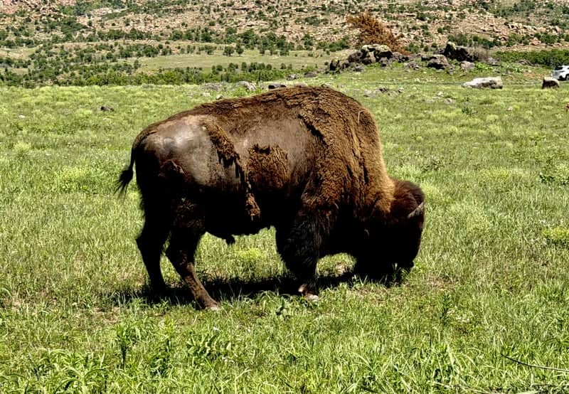 Wichita Mountains Wildlife Refuge - Image 1