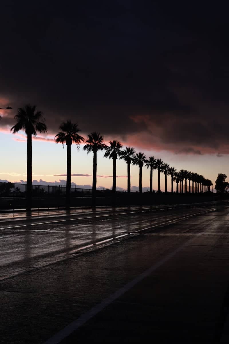 Moreno Valley Palm Row - Image 1