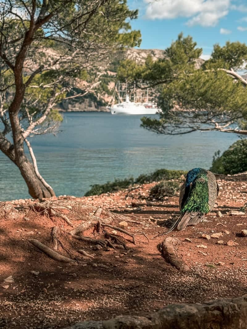 Lokrum Island - Image 1