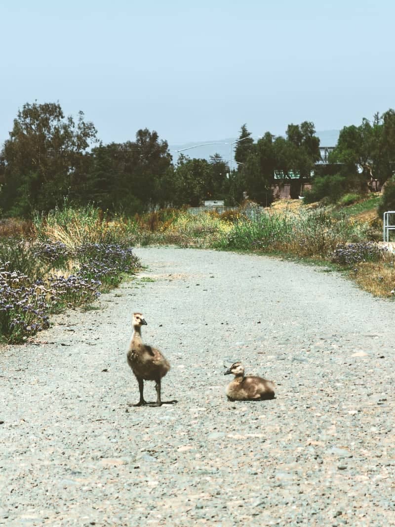 Los Gatos Creek Trail - Image 1