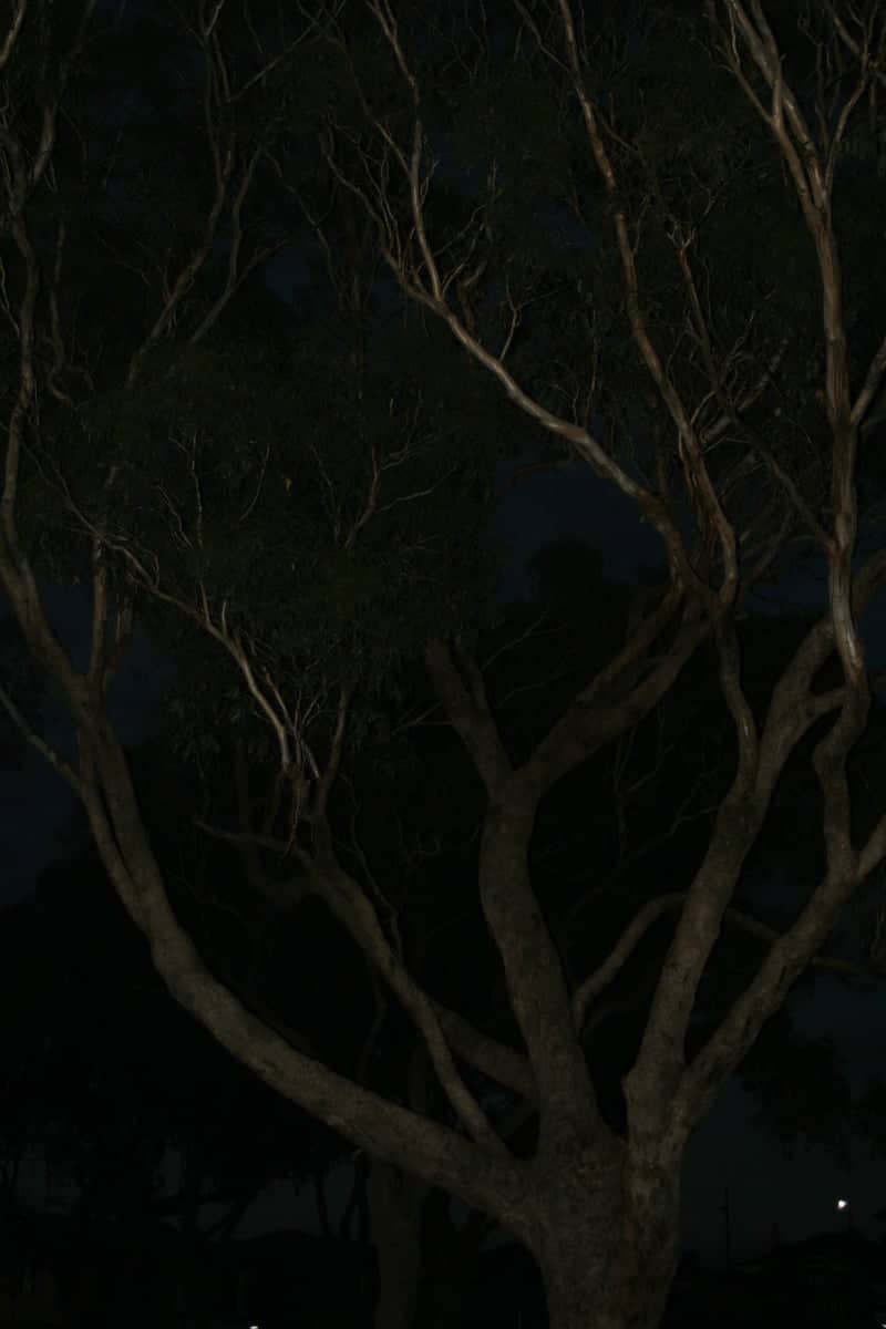 Weir Views Night Trees - Image 1