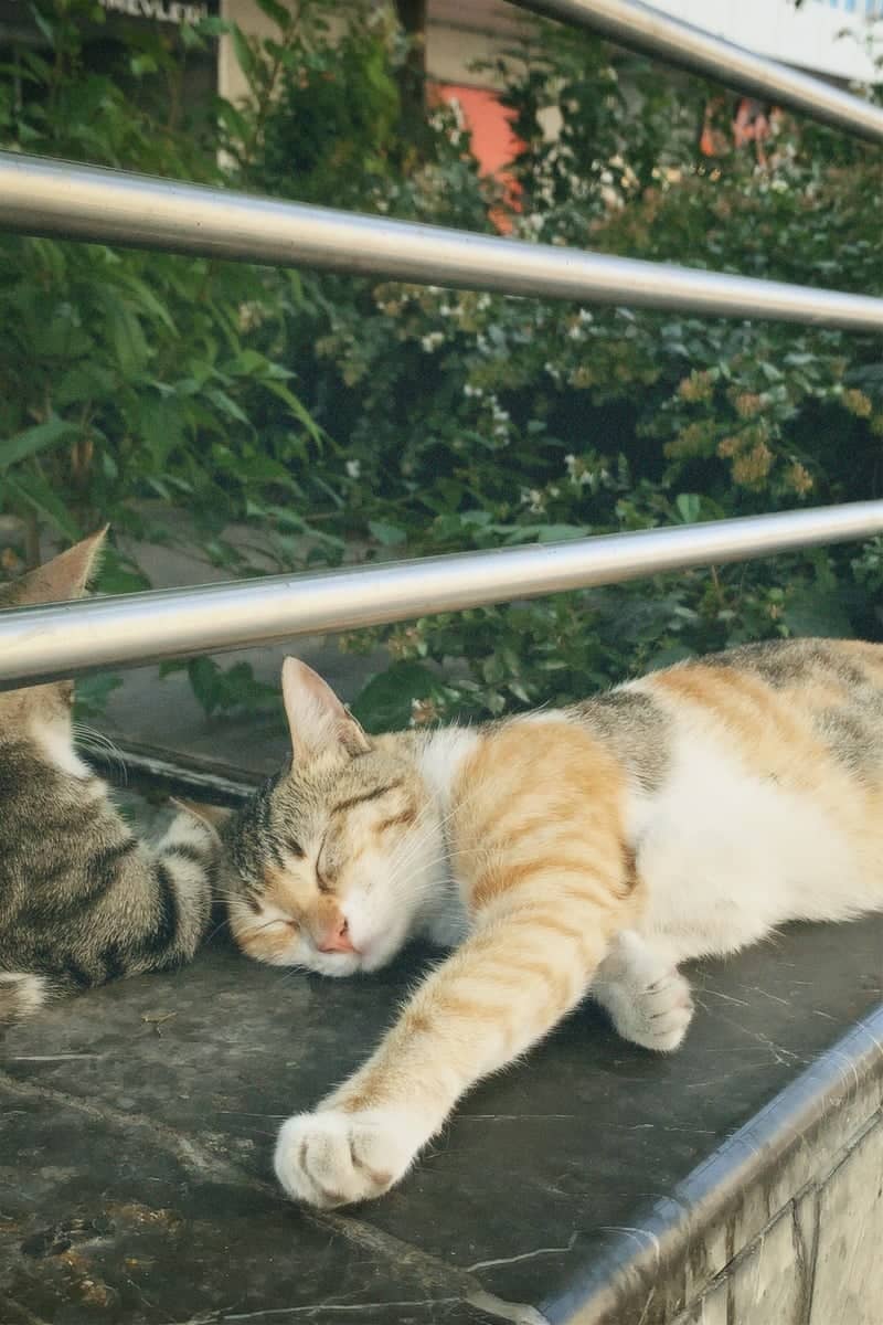 Street Cats of Saadetdere - Image 1
