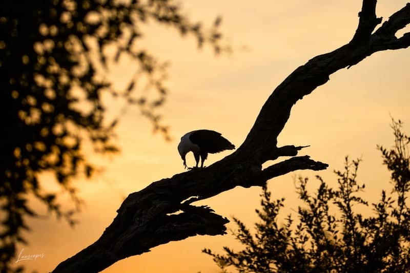 Hazyview Bushveld - Image 1