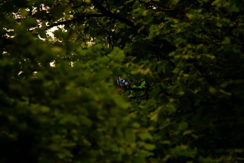 Miglos Forest Woodland - Image 1