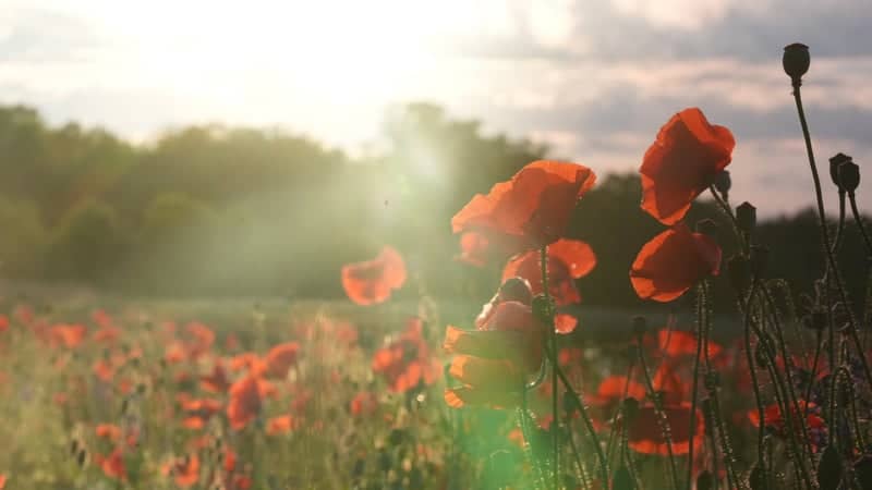 Belews Creek Poppy Field - Image 1