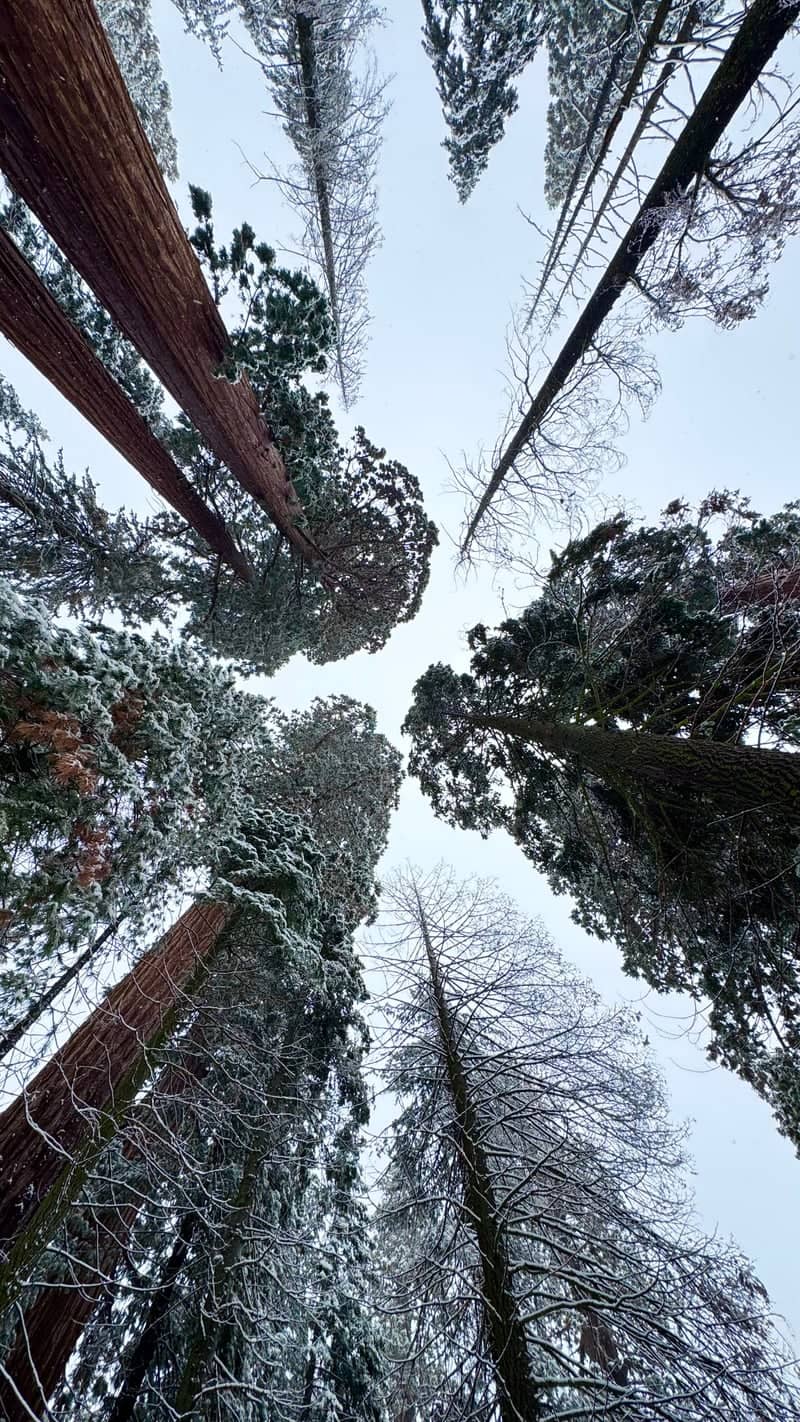 Giant Forest, Sequoia National Park - Image 1