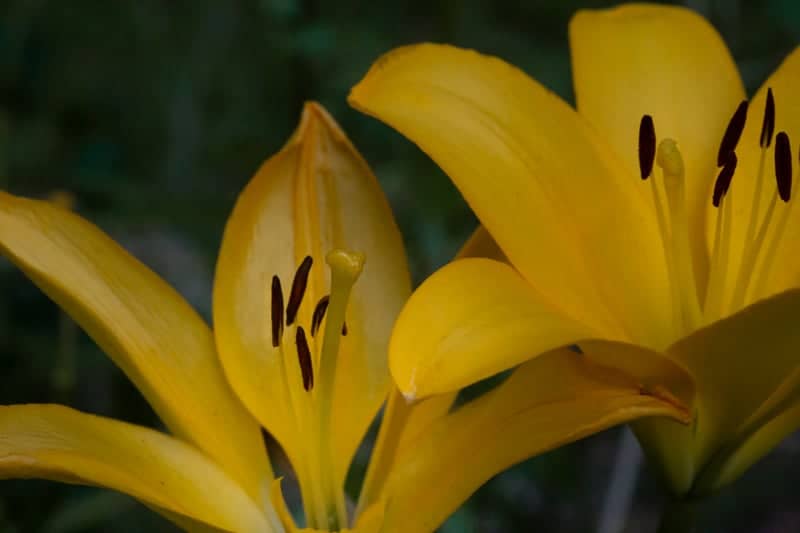 Huntsville Garden Lilies - Image 1