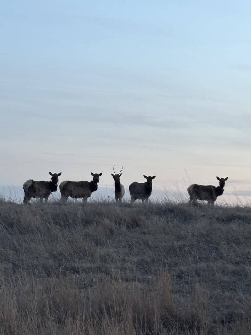 Custer State Park Wildlife Loop - Image 1