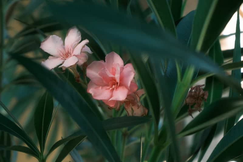 Downtown Modesto Floral Detail - Image 1