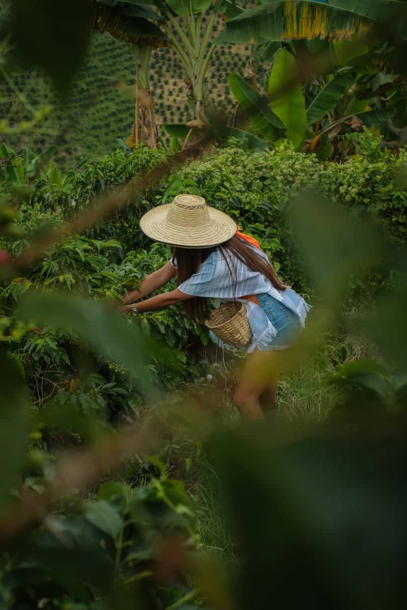 Coffee Plantation in Quindío - Image 1