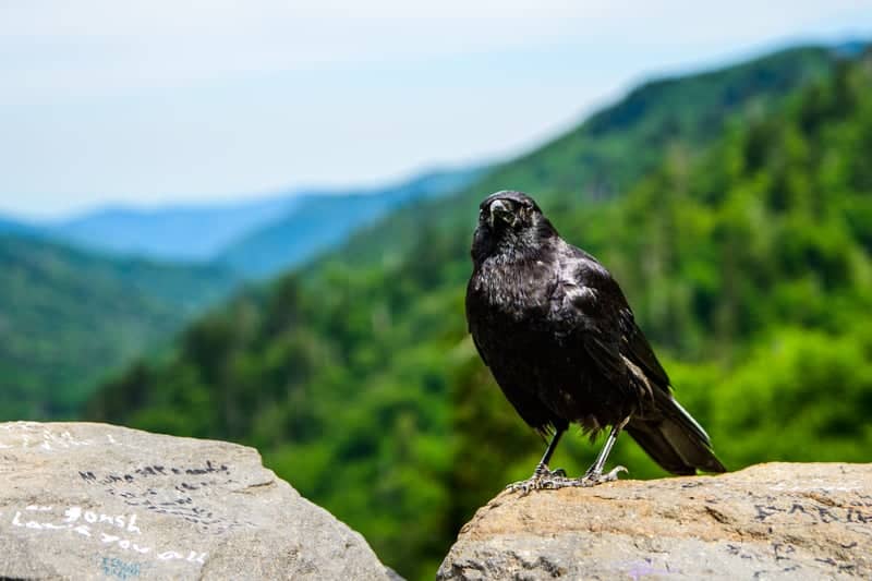 Great Smoky Mountains Overlook - Image 1