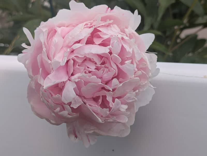 Cheyenne Garden Peony - Image 1