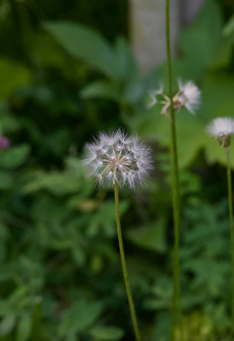 Peanut Lake Road Wildflowers - Image 1