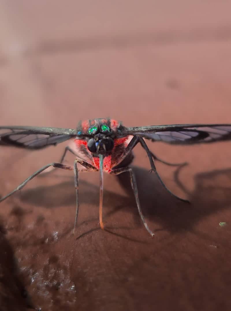 Itatiba Macro Nature Spot - Image 1