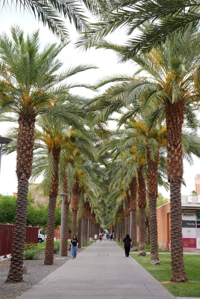 ASU Palm Walk - Image 1