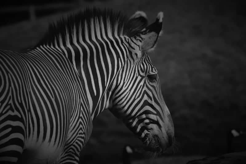 Zebra Portrait Study - Image 1
