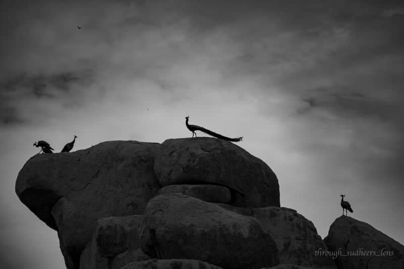 Chinthapally Peafowl Rocks - Image 1