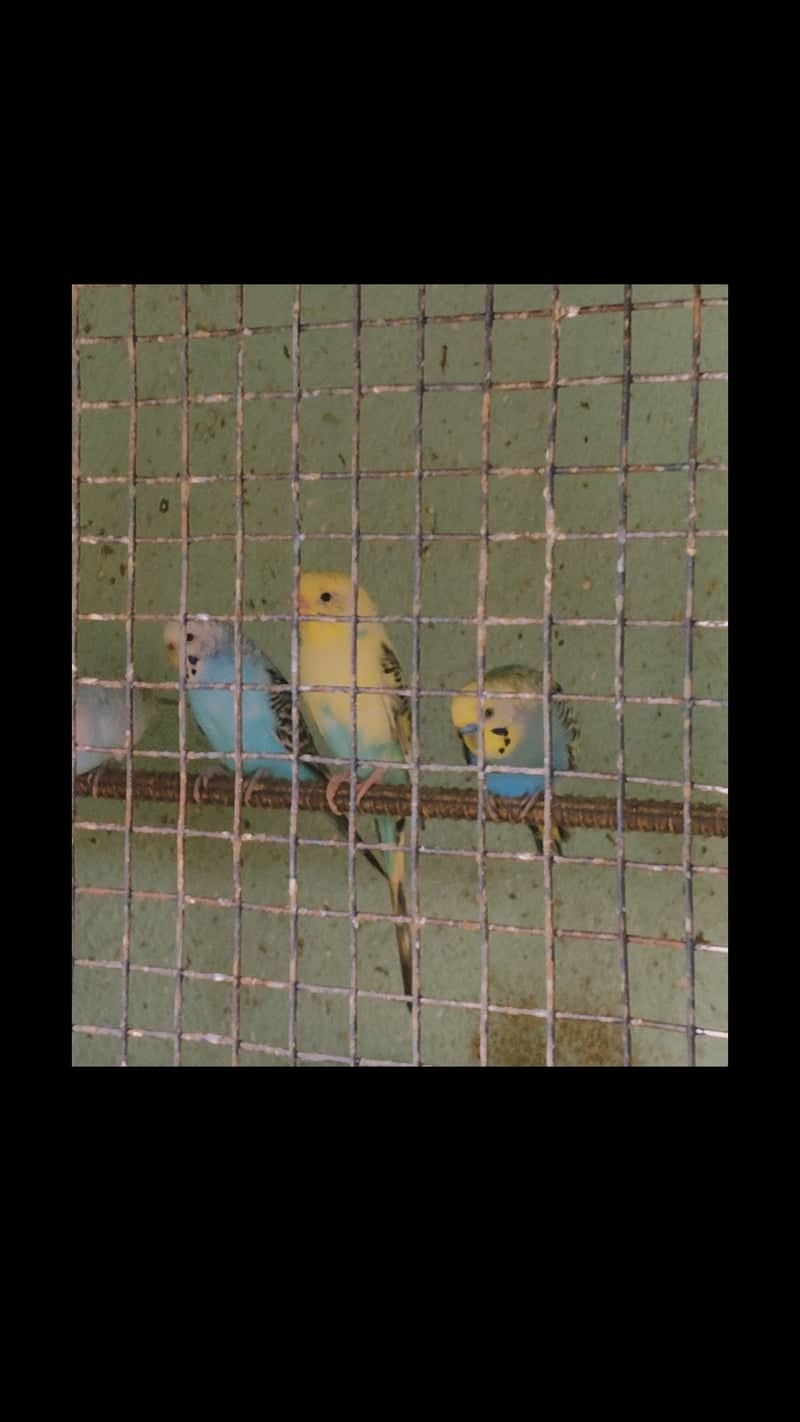 Channapatna Bird Aviary - Image 1