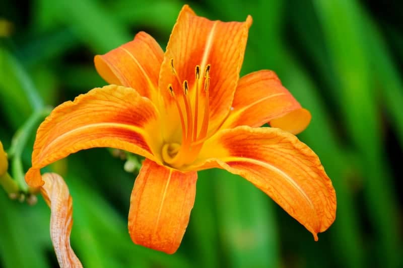 Mainesburg Garden Blooms - Image 1