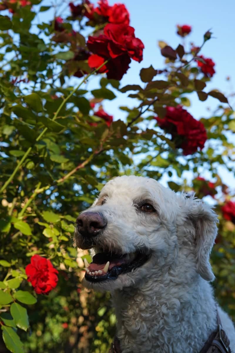 Suburban Rose Garden - Image 1