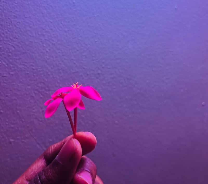 Tropical Bloom Detail - Image 1