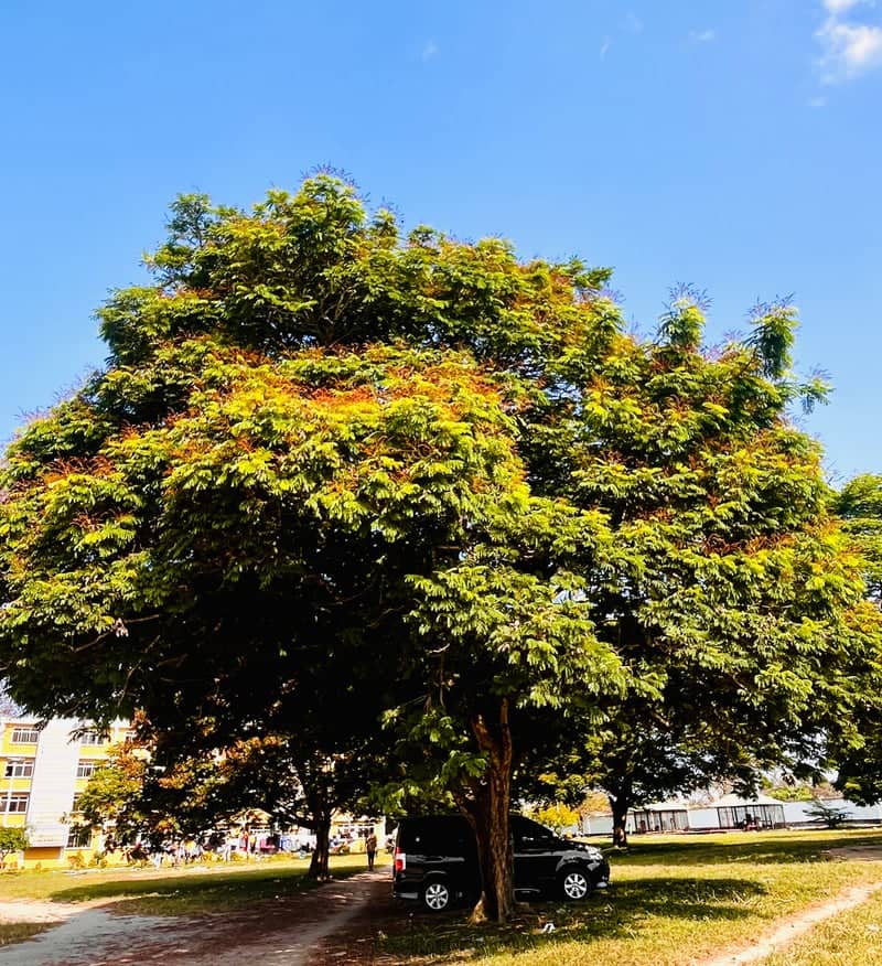 University of Dar es Salaam Campus - Image 1
