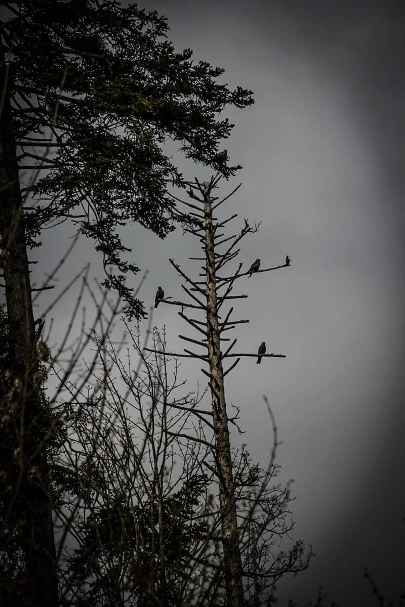 Ballaigues Forest Edge - Image 1