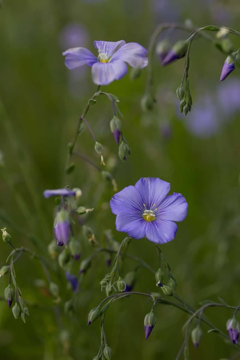Nordstrand Erfurt - Image 1