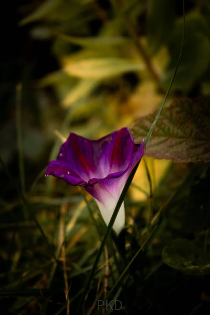 Erfurt Garden Flora - Image 1