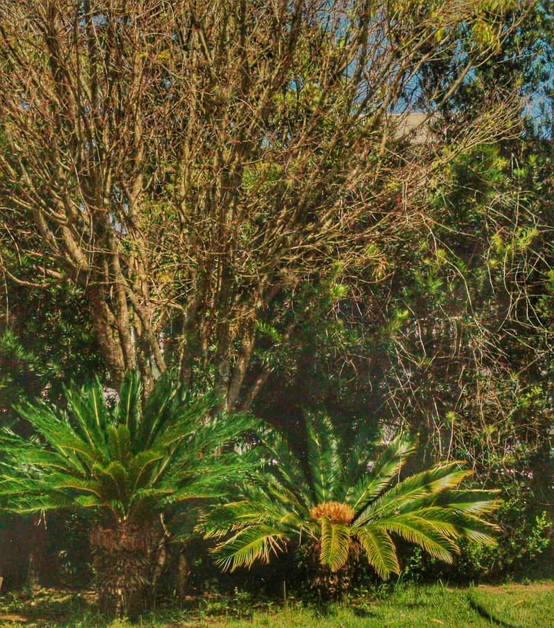 Vila Nova Tropical Garden - Image 1