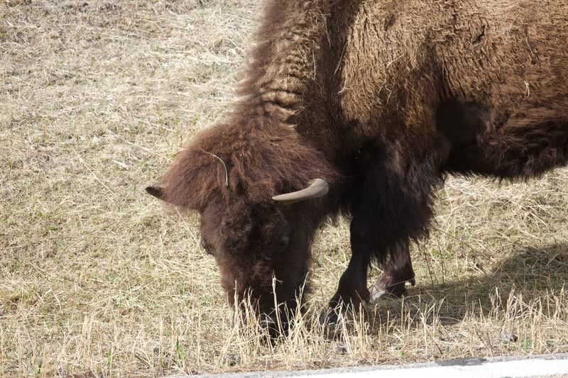 Custer State Park Wildlife Loop - Image 1