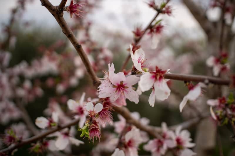 Monte Fasolo Almond Blossoms - Image 1