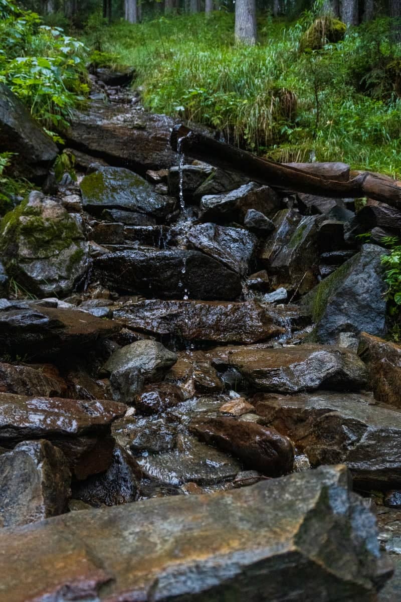 Anterselva Forest Spring - Image 1
