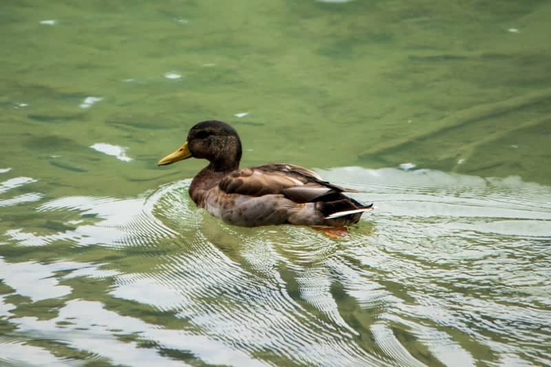 Lago di Dobbiaco - Image 1