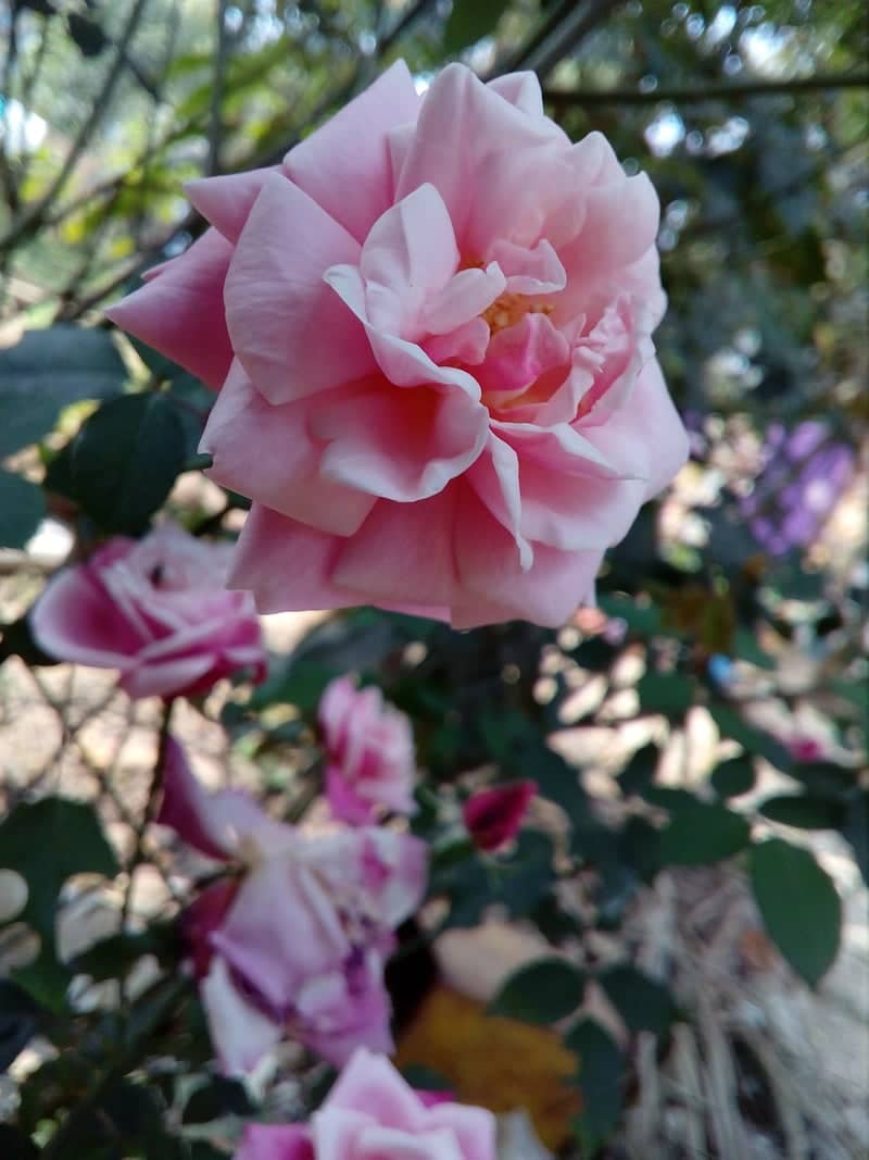 Gazipur Rose Garden - Image 1
