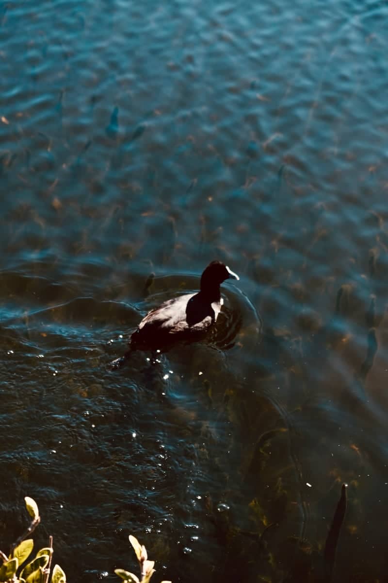 St Kilda Botanical Gardens Pond - Image 1