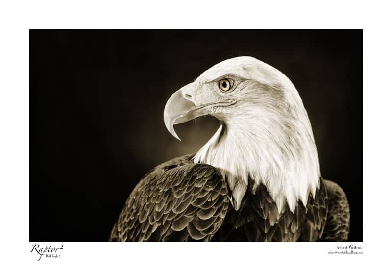 Bald Eagle Portrait - Image 1