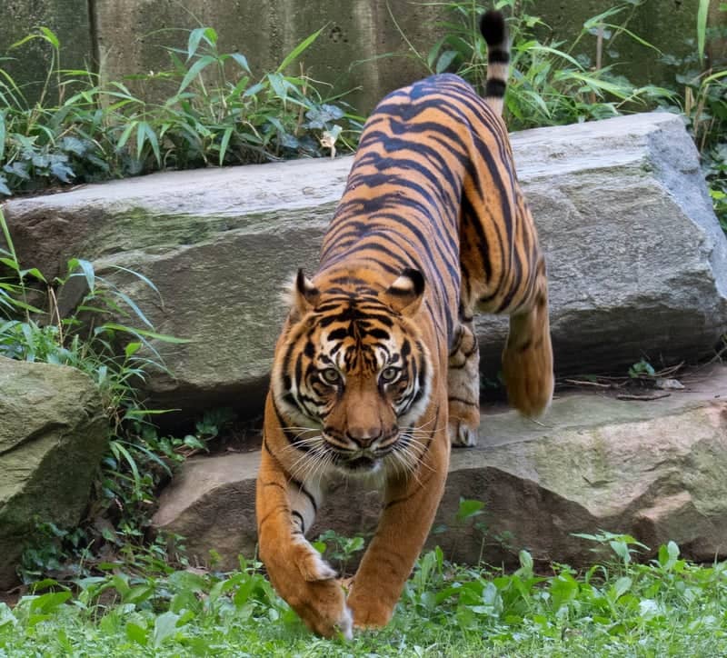 Smithsonian National Zoological Park - Image 1